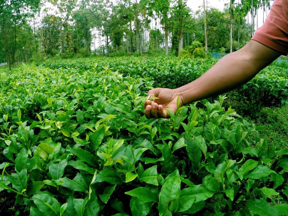 In Pursuit of Tea Assam Kachibari Loose 4 oz