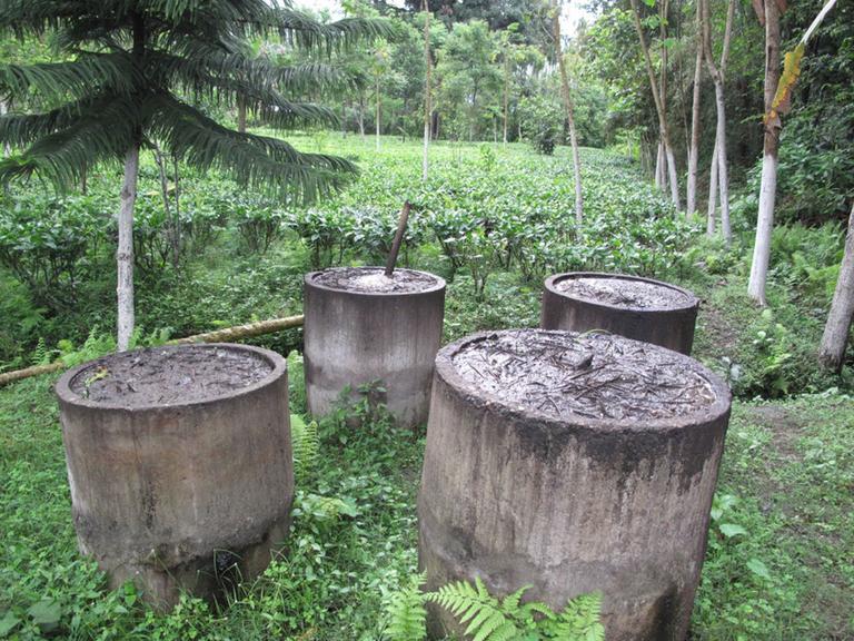 In Pursuit of Tea Assam Kachibari Loose 4 oz